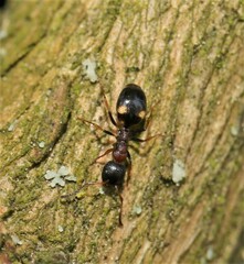Dolichoderus quadripunctatus