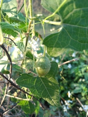 Actinostemma tenerum