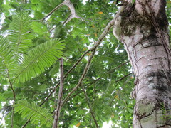 Parkia timoriana
