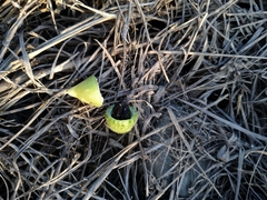 Actinostemma tenerum