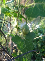 Actinostemma tenerum