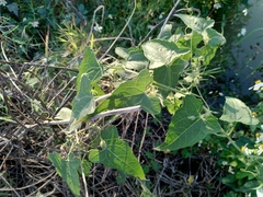 Actinostemma tenerum