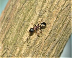 Dolichoderus quadripunctatus