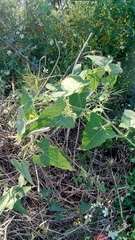 Actinostemma tenerum