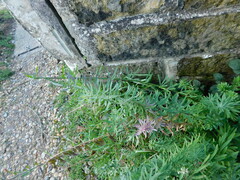 Linaria purpurea