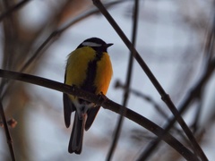 Parus major
