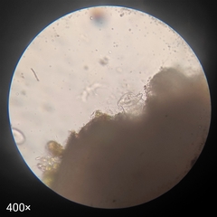 Sessilida