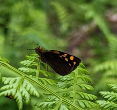 Metisella