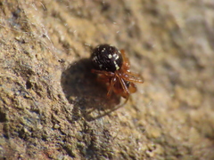 Crustulina scabripes