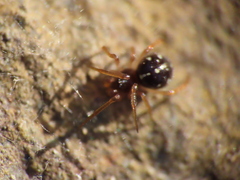 Crustulina scabripes
