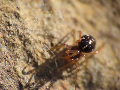 Crustulina scabripes