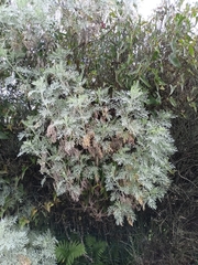 Artemisia arborescens