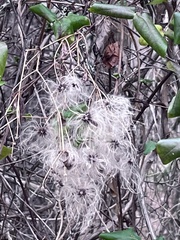 Clematis virginiana