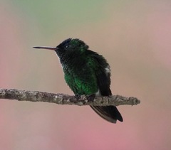 Saucerottia cyanifrons