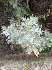 Artemisia arborescens