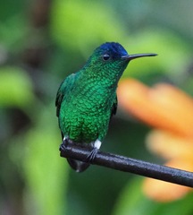 Saucerottia cyanifrons