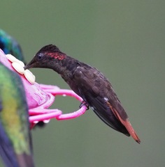Chrysolampis mosquitus