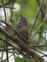 Pheugopedius sclateri