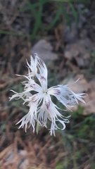 Dianthus arenarius