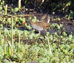 Rallus semiplumbeus