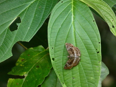 Quadrus cerialis