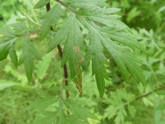 Liriomyza ptarmicae
