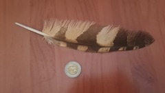 Bubo