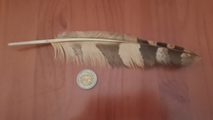 Bubo