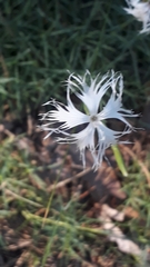 Dianthus arenarius