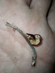 Entoloma fuscosquamosum