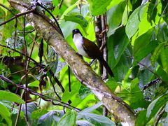 Arremon atricapillus