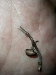 Entoloma fuscosquamosum