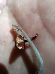 Entoloma fuscosquamosum