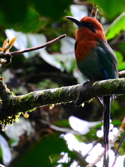 Electron platyrhynchum