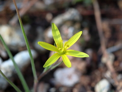 Gagea chlorantha