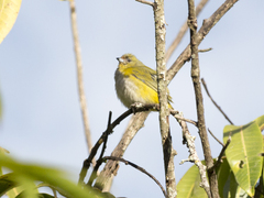 Euphonia trinitatis