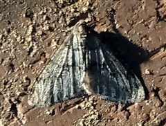 Phigalia denticulata