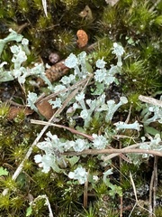 Cladonia rappii