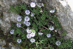 Globularia repens