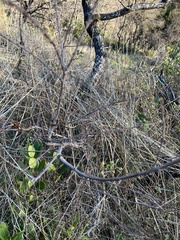 Disholcaspis prehensa