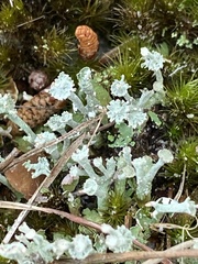 Cladonia rappii