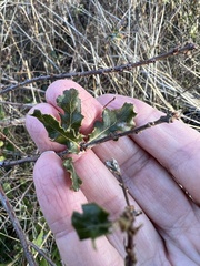 Disholcaspis prehensa