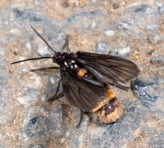 Psichotoe duvaucelii