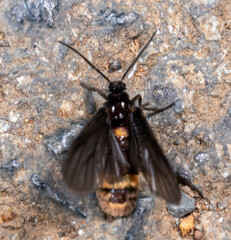 Psichotoe duvaucelii