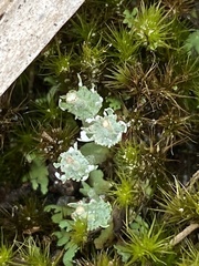 Cladonia rappii