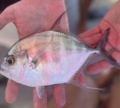 Atropus armatus
