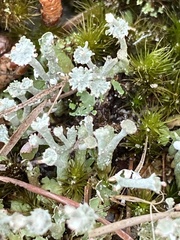 Cladonia rappii