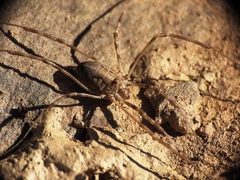 Dasylobus