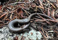 Batrachoseps gabrieli