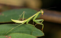 Hierodula patellifera